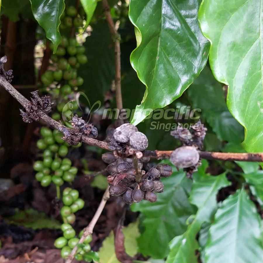 Quản lý Bệnh khô cành, khô quả trên cây Cà Phê
