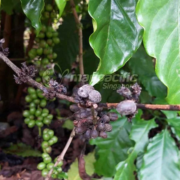 Quản lý Bệnh khô cành, khô quả trên cây Cà Phê