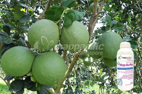 MAP SU-PO - Tăng khả năng ra hoa, đậu quả trên Cây ăn trái, cây Bưởi da xanh