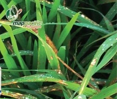 Map Unique 750WP - Phòng trị toàn diện Bệnh đạo ôn, khô vằn và lem lép hạt