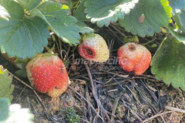 MAP ROTA 50WP - Giải pháp Quản lý Bệnh đốm đen trên Râu Tây