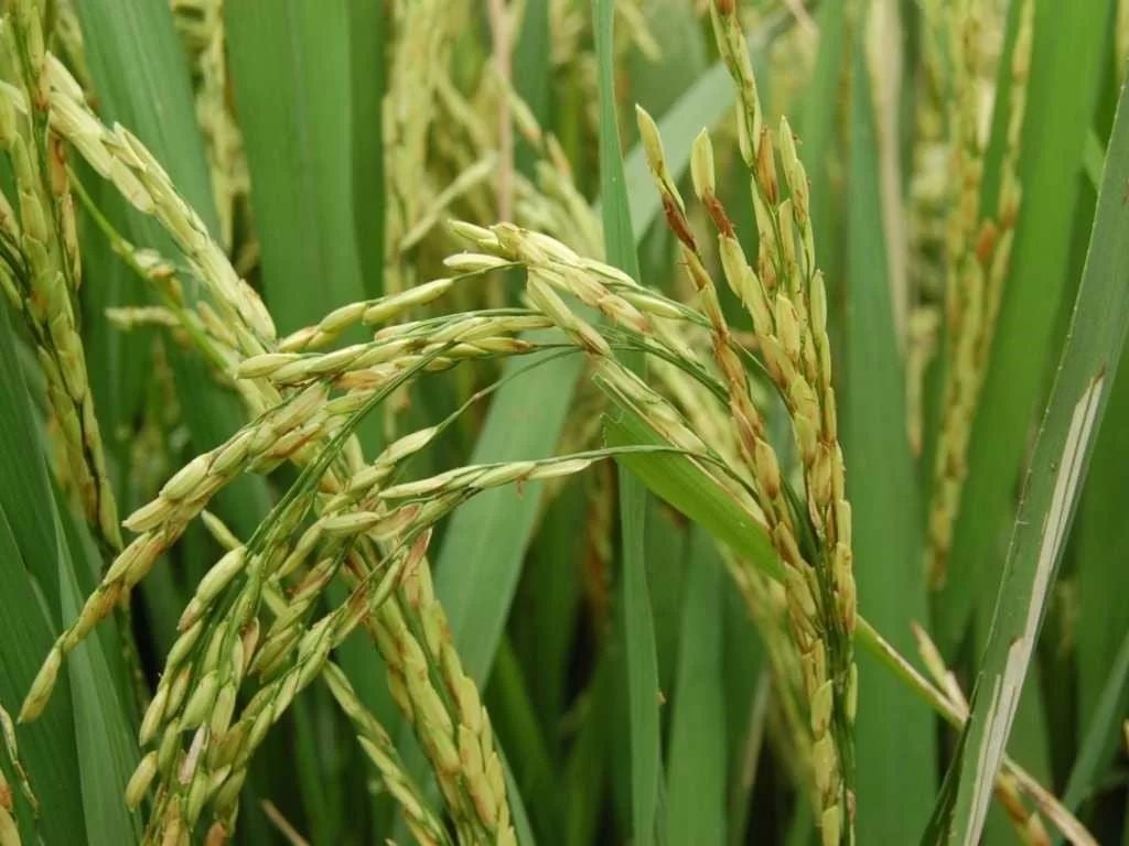 Bệnh lem lép hạt và các Biện pháp phòng trừ