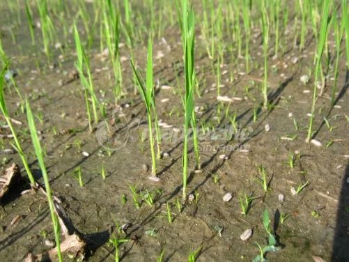 Biện pháp Quản lý cỏ dại giai đoạn tiền nẩy mầm cho lúa gieo sạ