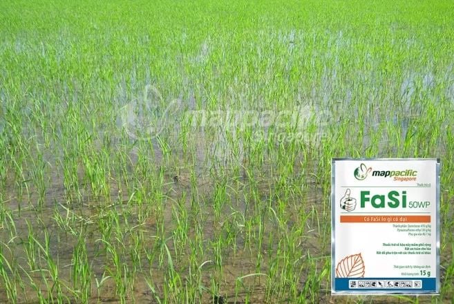 Quản lý cỏ dại trên lúa giai đoạn hậu nẩy mầm