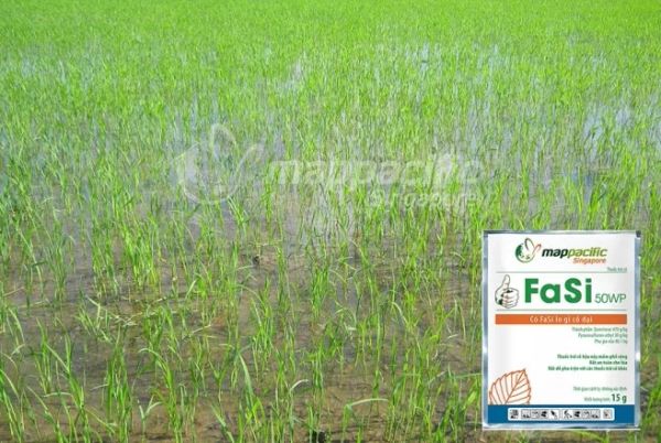 Quản lý cỏ dại trên lúa giai đoạn hậu nẩy mầm