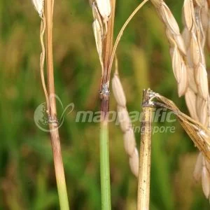 Bệnh đạo ôn và Biện pháp phòng trừ