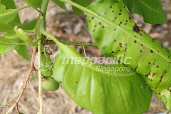 Biện Pháp Quản Lý Bệnh thán thư hại Xoài