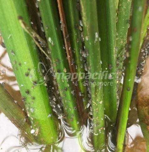 Biện Pháp Quản lý Sâu Rầy nâu hại lúa