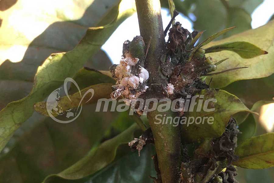 Biện Pháp Quản lý Rệp Sáp hại Cà Phê