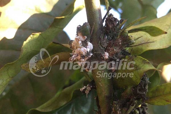 Biện Pháp Quản lý Rệp Sáp hại Cà Phê