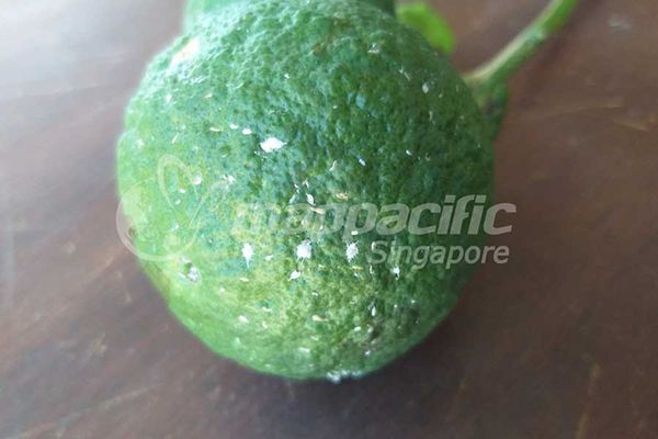 TARON 50EC - Giải pháp Quản lý hiệu quả Rệp sáp trên cây có múi