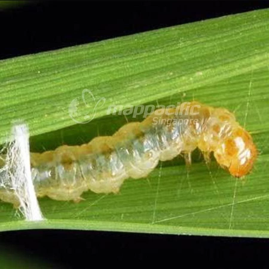 Biện Pháp Quản lý Sâu Cuốn lá hại lúa