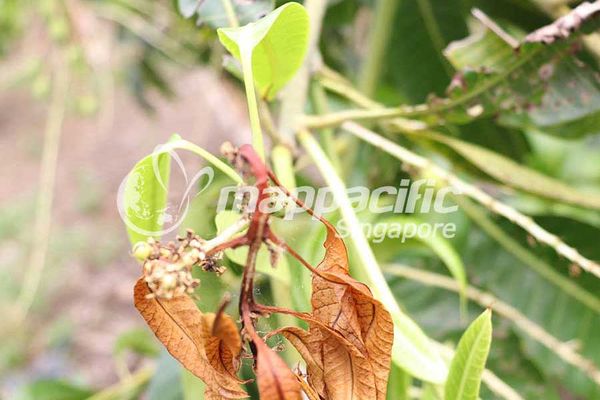 TARON 50EC - Biện pháp Quản lý Sâu đục ngọn hại Xoài