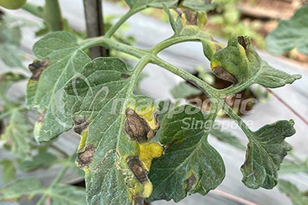 Map Rota 50WP - Đốm Vòng không khó - đã có Rota