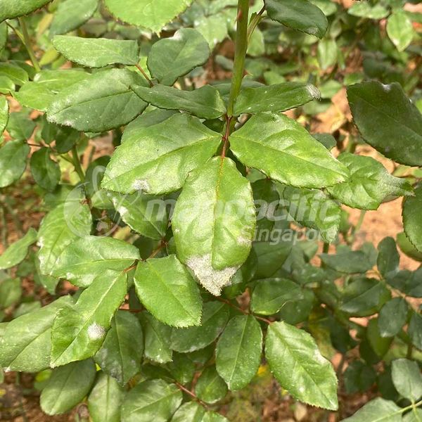 MAP ROTA 50WP - Đặc Trị Phấn Trắng Hoa Hồng