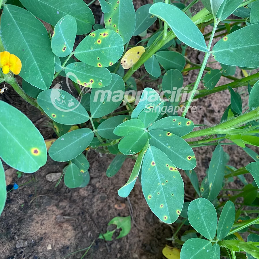 MAP UNIQUE 750WP - Đặc trị  Bệnh đốm nâu hại Lạc