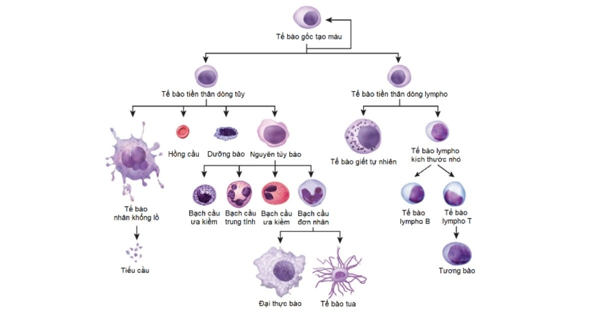 Tế bào gốc tạo máu (HSC)