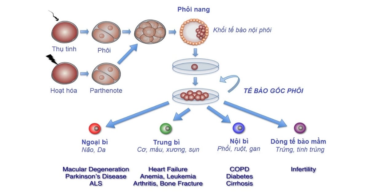 Tế bào gốc Phôi (ESC)