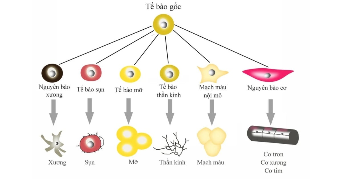 Ứng dụng của tế bào gốc