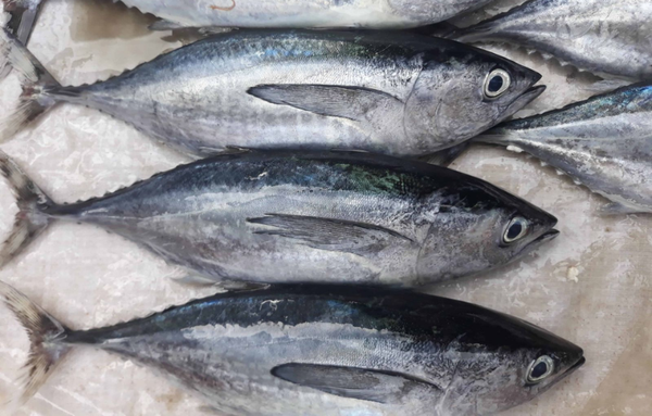 Máy Nén Trong Hệ Thống Cấp Đông Cá Ngừ Đại Dương