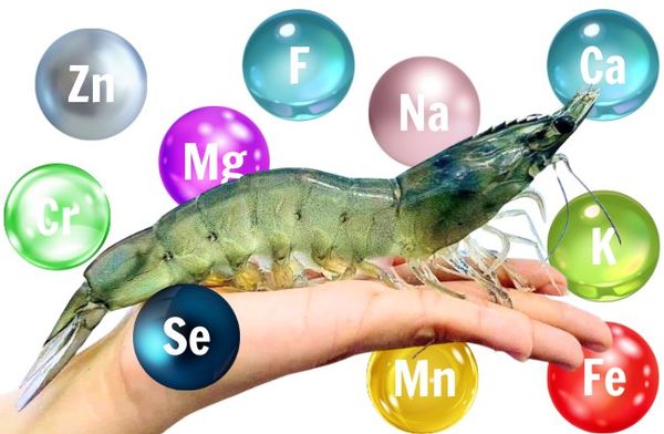 Quản lý môi trường để tôm phát triển tốt