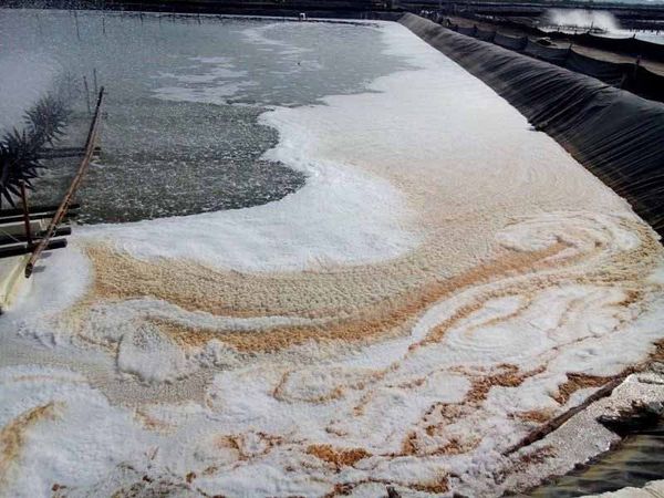 Nguyên Nhân Và Cách Xử Lý Ao Tôm Bị Nhớt