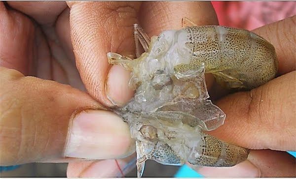 Vấn Đề Về Gan Ruột Trong Tăng Trưởng Của Tôm