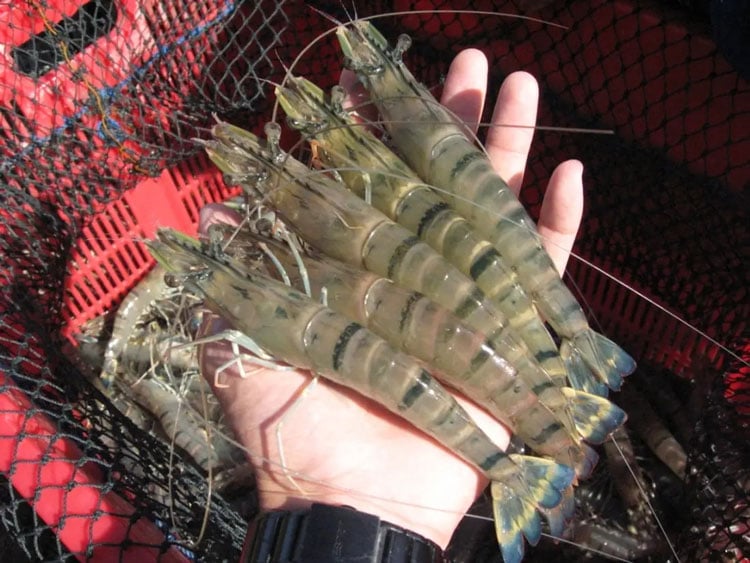 Axit hữu cơ cho tôm