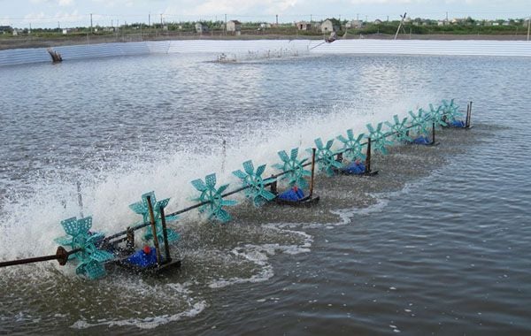 Quản lý độc tố trong ao nuôi tôm