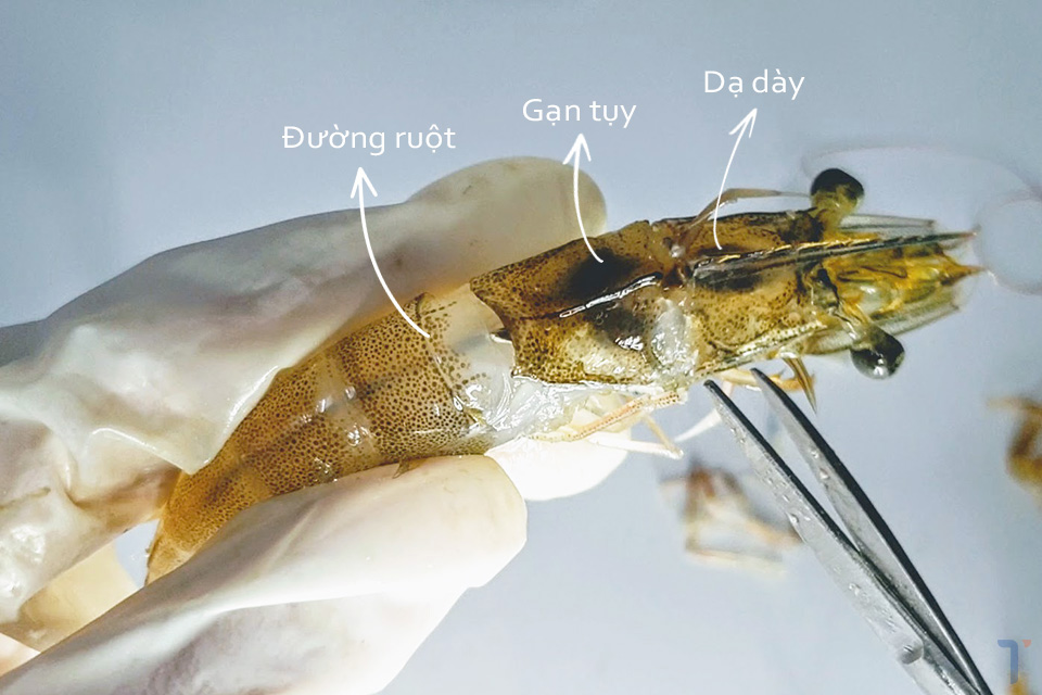 Tăng cường chức năng gan tụy cho tôm
