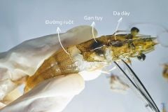 Tăng cường chức năng gan tụy cho tôm