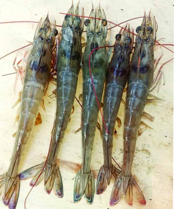 Nguyên nhân và giải pháp phòng tôm bị xanh gan, trống ruột