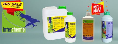 Banner hàng NK Hà Lan