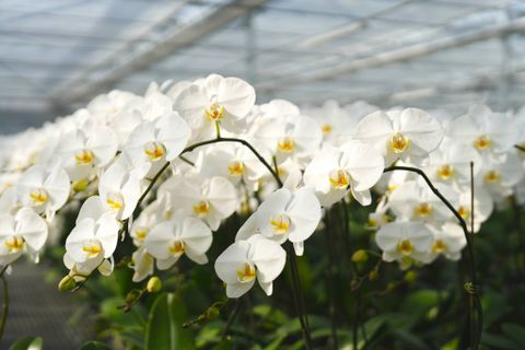 Ideas for Coccinella