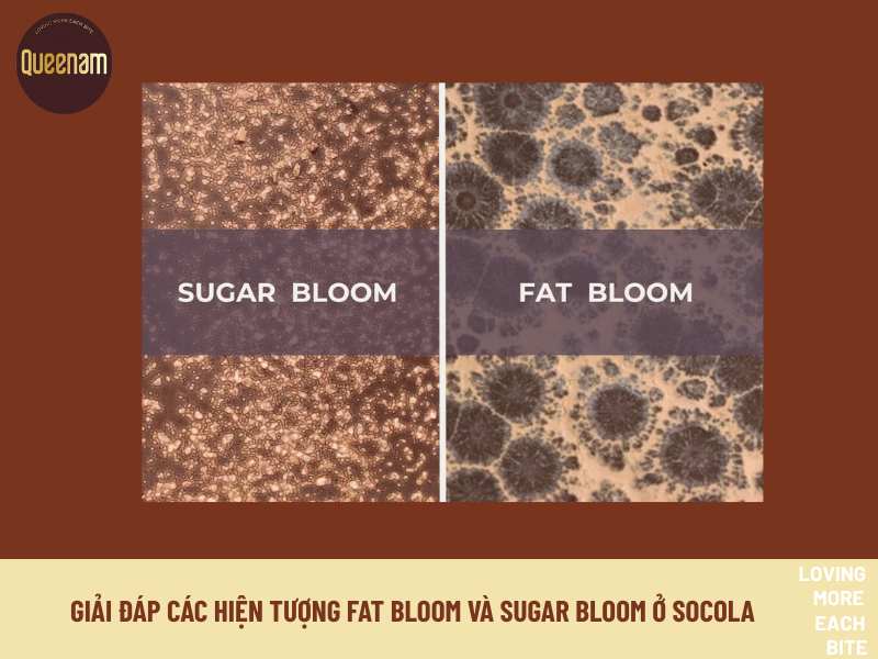 GIẢI ĐÁP CÁC HIỆN TƯỢNG FAT BLOOM VÀ SUGAR BLOOM Ở SOCOLA