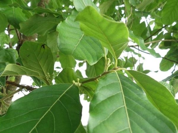 cây bời lời mọc tại Việt Nam