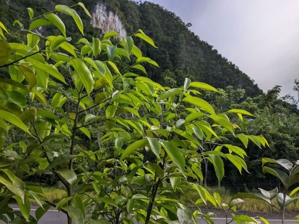 Cây dó bầu trầm hương