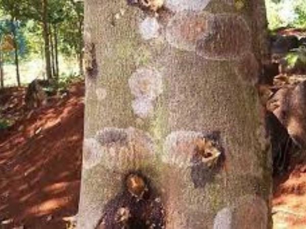 Cây dó bầu Việt Nam