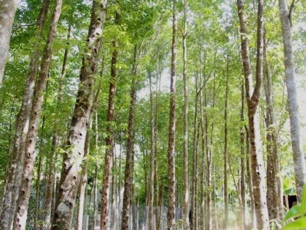 Rừng dó bầu khánh hòa
