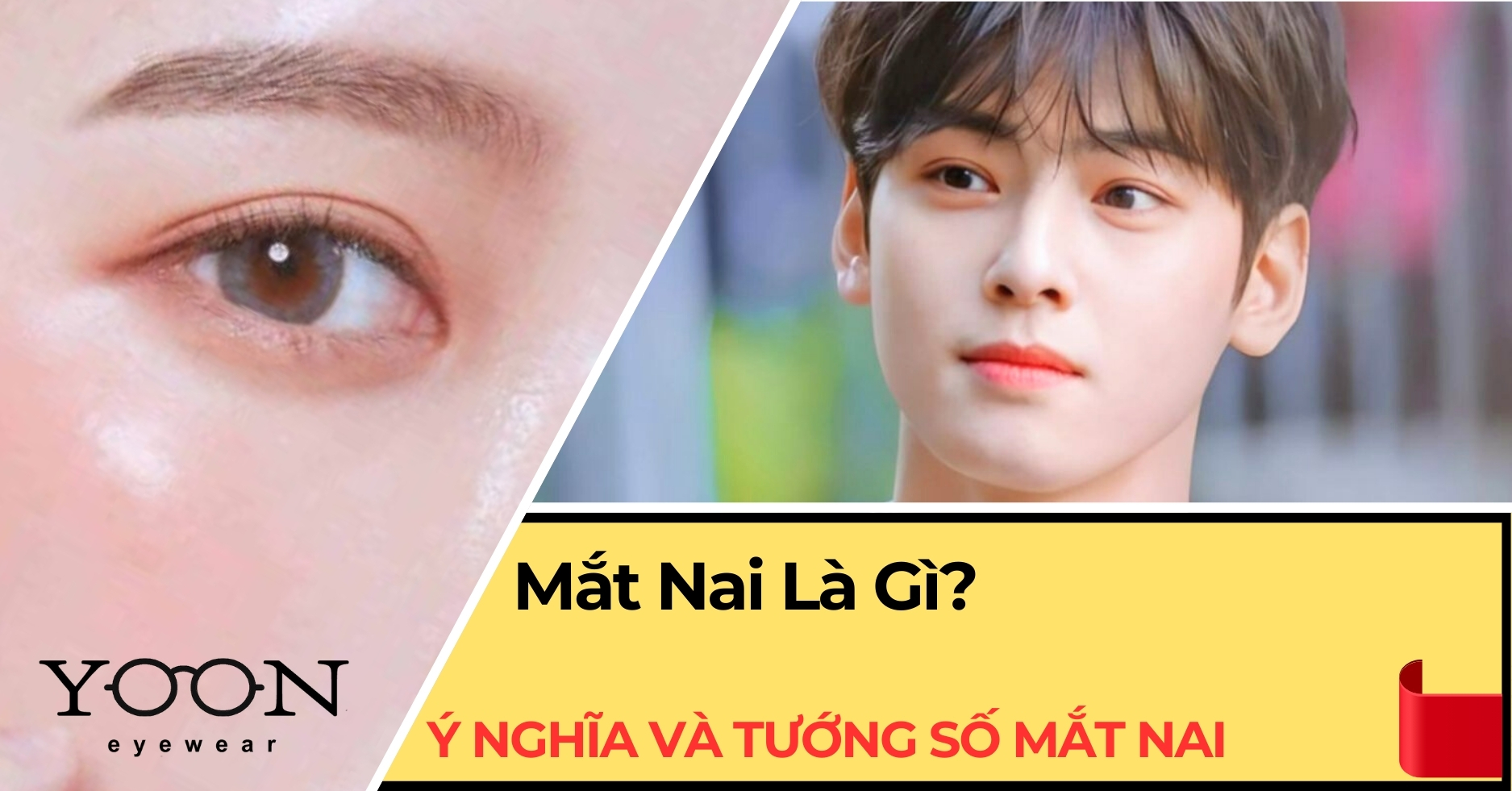 Mắt Nai Là Gì? Ý Nghĩa Tướng Số Mắt Nai Nam Nữ