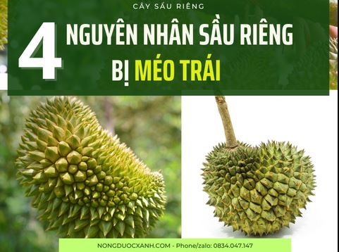 4 NGUYÊN NHÂN DẪN ĐẾN SẦU RIÊNG BỊ MÉO TRÁI