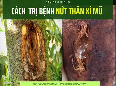 CÁCH TRỊ BỆNH NỨT THÂN XÌ MŨ TRÊN CÂY SẦU RIÊNG
