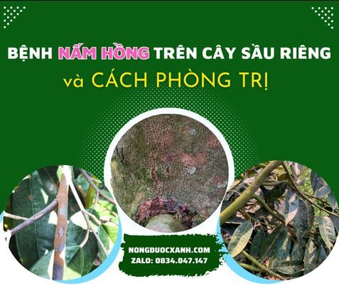 Bệnh nấm hồng trên cây sầu riêng và biện pháp phòng trị hiệu quả.