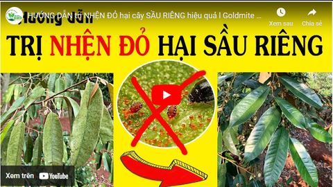 HƯỚNG DẪN trị NHỆN ĐỎ hại cây SẦU RIÊNG hiệu quả