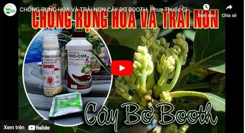 CHỐNG RỤNG HOA VÀ TRÁI NON CÂY BƠ BOOTH, Phun Thuốc Gì cho hiệu quả?