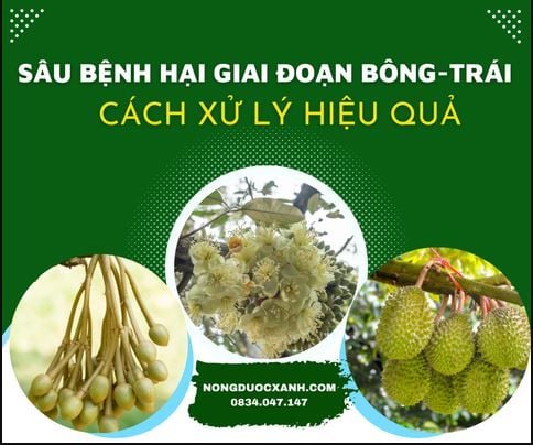SÂU BỆNH HẠI GIAI ĐOẠN BÔNG-TRÁI. CÁCH NHẬN BIẾT VÀ XỬ LÝ