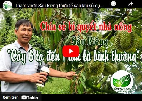 Thăm vườn Sầu Riêng thực tế sau khi sử dụng ViNo79- Hiệu quả không ngờ.