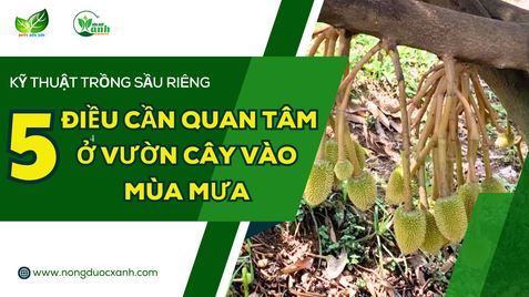 5 ĐIỀU CẦN QUAN TÂM Ở VƯỜN CÂY VÀO MÙA MƯA