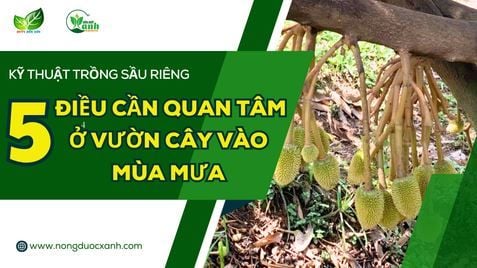 5 ĐIỀU CẦN QUAN TÂM Ở VƯỜN CÂY VÀO MÙA MƯA