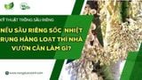 NẾU SẦU RIÊNG SỐC NHIỆT RỤNG HÀNG LOẠT THÌ NHÀ VƯỜN CẦN LÀM GÌ?